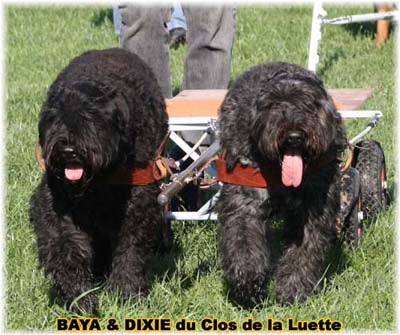 bouvier des flandres et attelage canin - Elevage du Clos de la Luette  -  Copyright depose